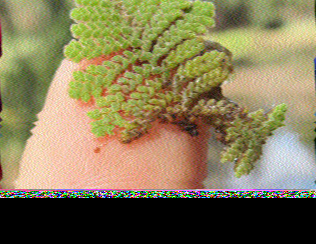 SSTV image