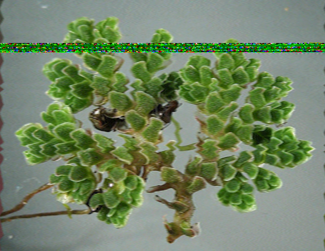 SSTV image