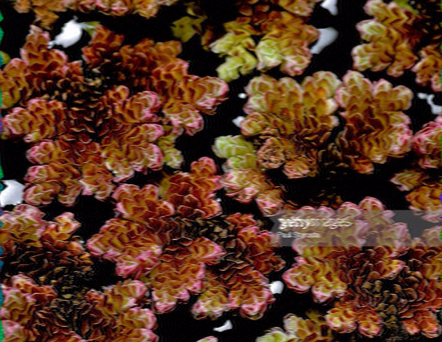 SSTV image