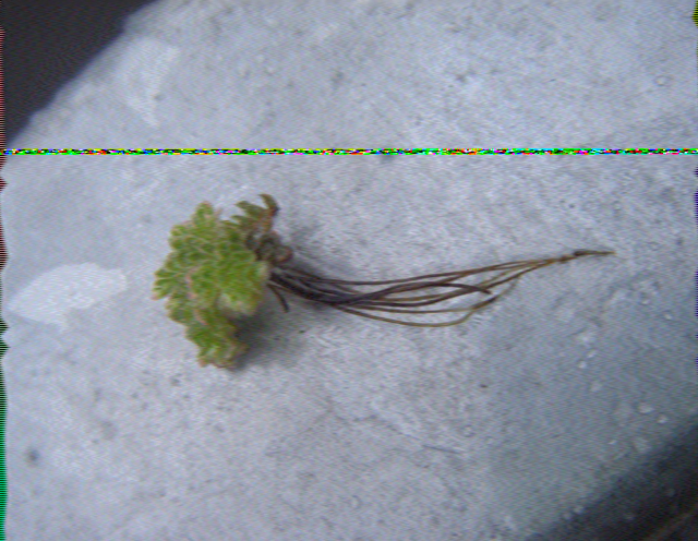 SSTV image